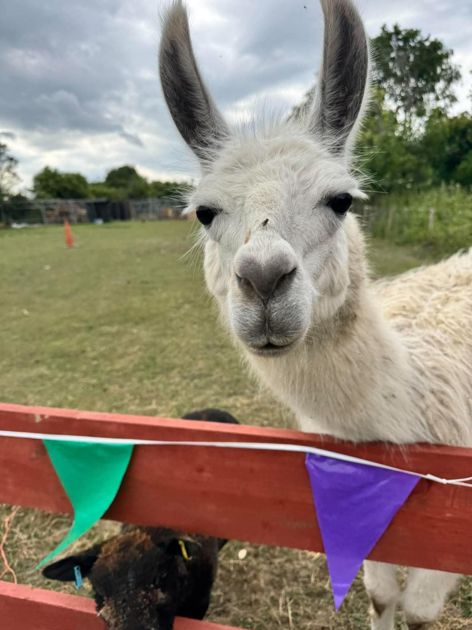 A child enjoying a Farm Therapy activity